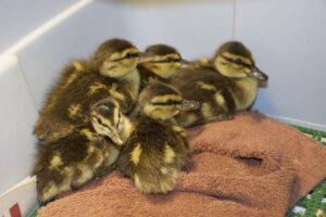 Ducklings