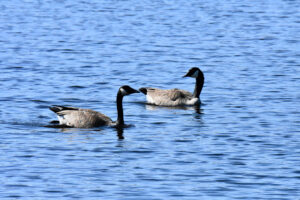 Canada Geese