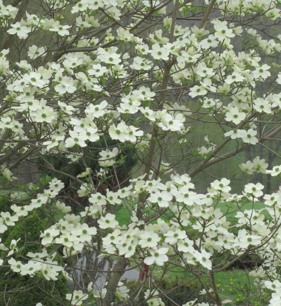 Dogwood