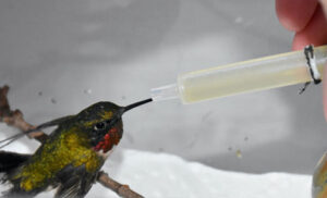 Feeding a hummingbird