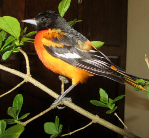 Oriole2